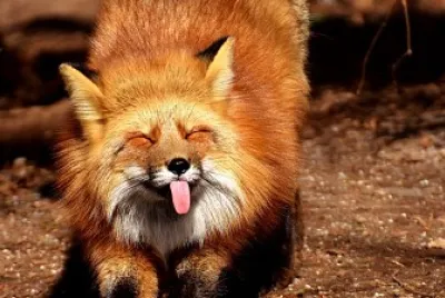 Fox funny protruding tongue