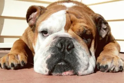 Bulldog photos jigsaw puzzle