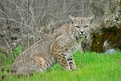 bobcat