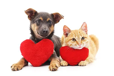 Pets jigsaw puzzle