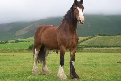 Shire