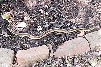 Find the Reptile! jigsaw puzzle