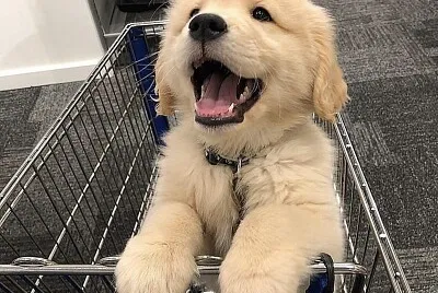 doguinho