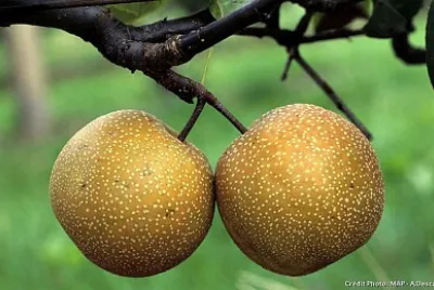 FRUIT