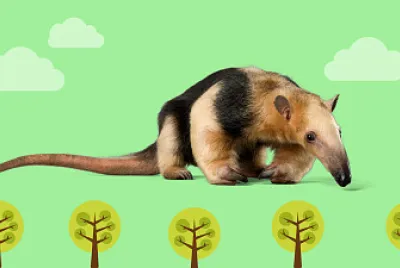 TAMANDUA