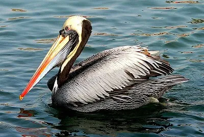 Pellicano peruviano