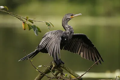 Cormorano neotropicale