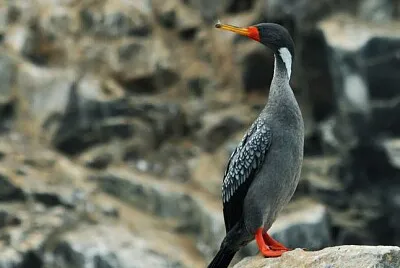 Cormorano zampe rosse