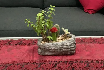 Succulents in a small pot