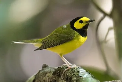 Parula monaca