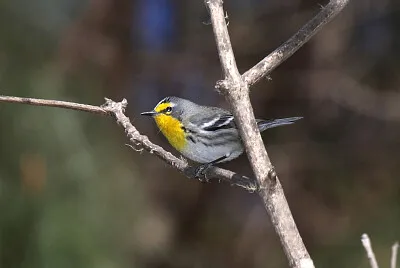 Parula di grace