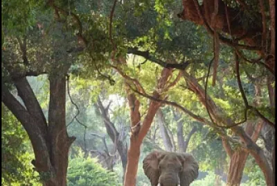 africa jigsaw puzzle