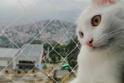gata