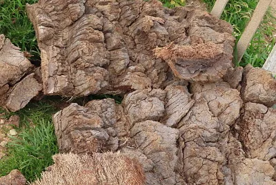 ×’×–×¢ ×¢×¥ ×ž×¤×•×¨×§...