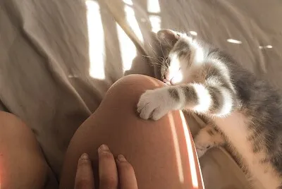 gatinho