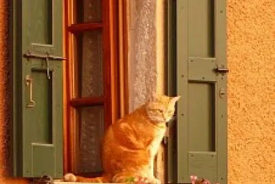 gato en la ventana