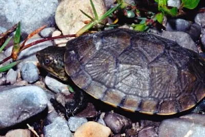 Kinosternon intebrum