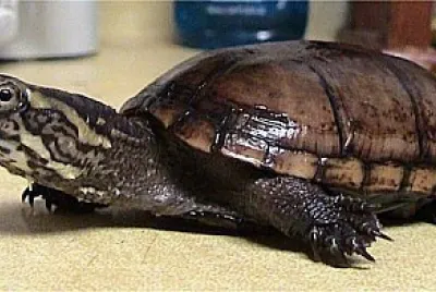 Kinosternon subrubrum