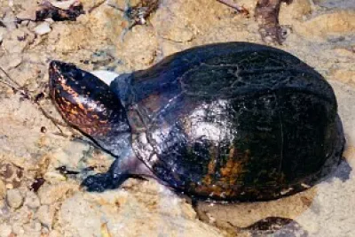 Kinosternon scorpioides