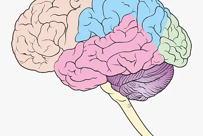 Brain