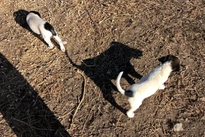 Dogs