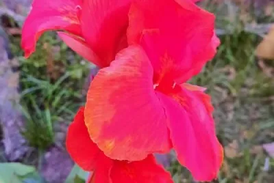 Flor