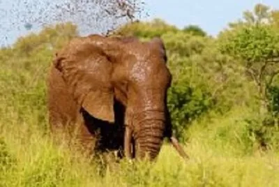 Foto jigsaw puzzle