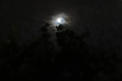 ×™×¨×— ×‘×™×Ÿ ×¢× × ×™× ×•×¢×¦×™×... ×ª×ž×•× ×” ×©×ž×ž×© ××”×‘×ª×™.