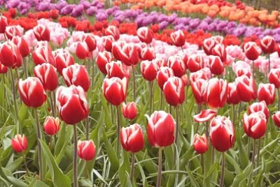 tulip