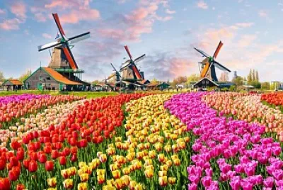 tulip