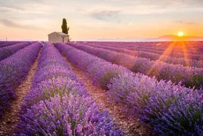 lavanda