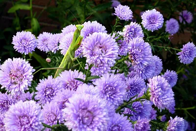 פאזל של flowers
