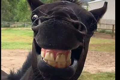 sonrisa