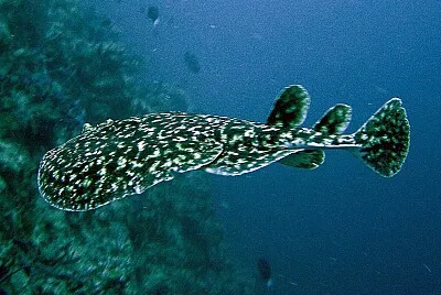 Torpedine fuscomaculata