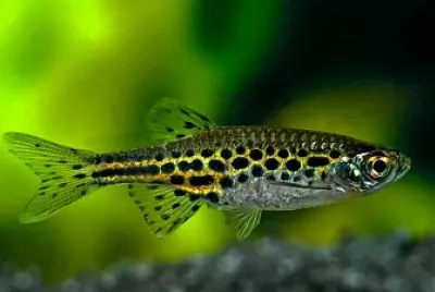 Danio leopardo