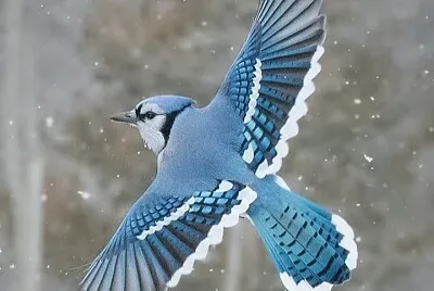 פאזל של CENÃRIO K367