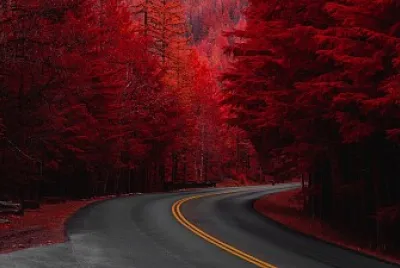 פאזל של Floresta vermelha