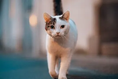 Gatinho jigsaw puzzle