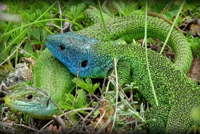 Couple lézards verts