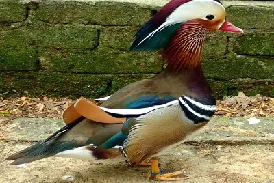Gans