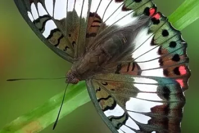 פאזל של CENÃRIO K369