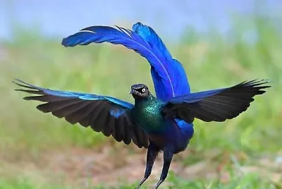 פאזל של CENÃRIO K370