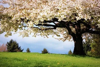 Natureza