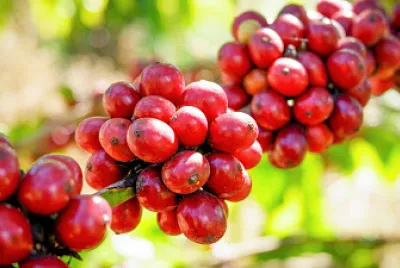 Arma el rompecabezas en el menor tiempo posible jigsaw puzzle