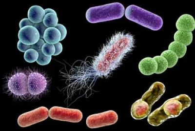 Bacterias