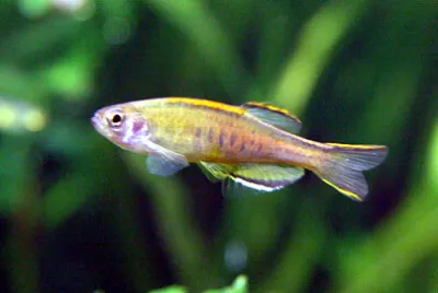 Danio choprai