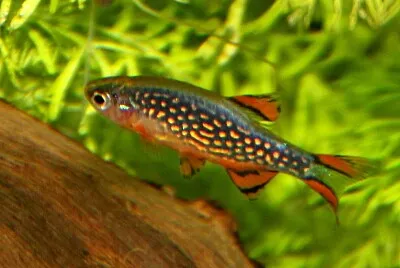 פאזל של Danio margaritatus