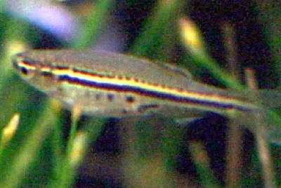 Danio nigrofasciatus