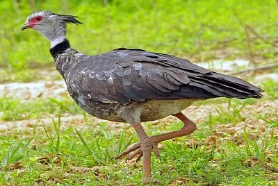 TachÃ£o