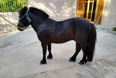 Mini Cavalo
